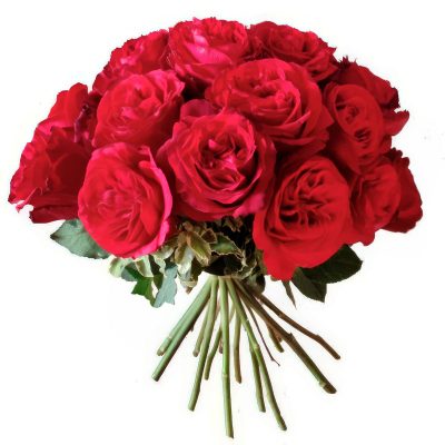 Розы Пионовидные одноголовые красные